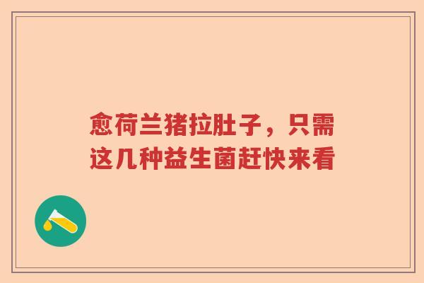 愈荷兰猪拉肚子，只需这几种益生菌赶快来看