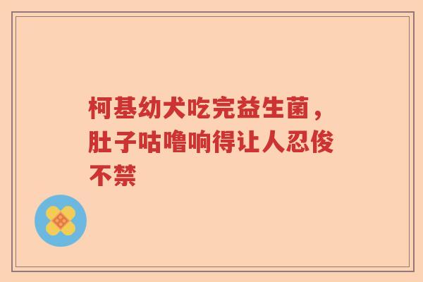 柯基幼犬吃完益生菌，肚子咕噜响得让人忍俊不禁