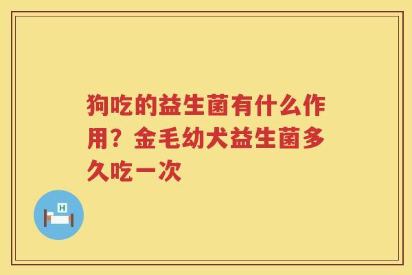 狗吃的益生菌有什么作用？金毛幼犬益生菌多久吃一次
