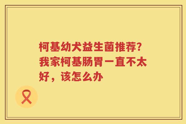 柯基幼犬益生菌推荐？我家柯基肠胃一直不太好，该怎么办