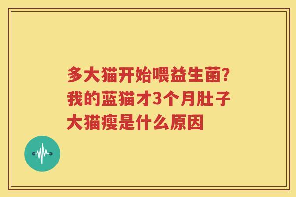 多大猫开始喂益生菌？我的蓝猫才3个月肚子大猫瘦是什么原因