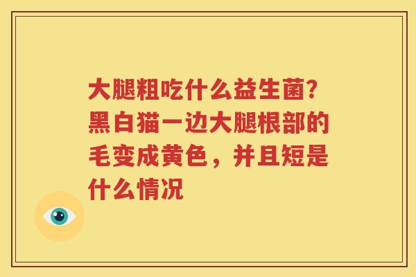 大腿粗吃什么益生菌？黑白猫一边大腿根部的毛变成黄色，并且短是什么情况