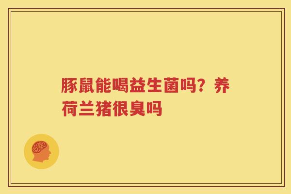 豚鼠能喝益生菌吗？养荷兰猪很臭吗
