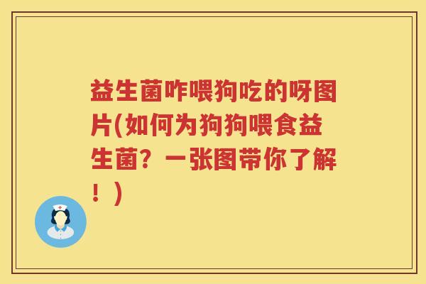 益生菌咋喂狗吃的呀图片(如何为狗狗喂食益生菌？一张图带你了解！)