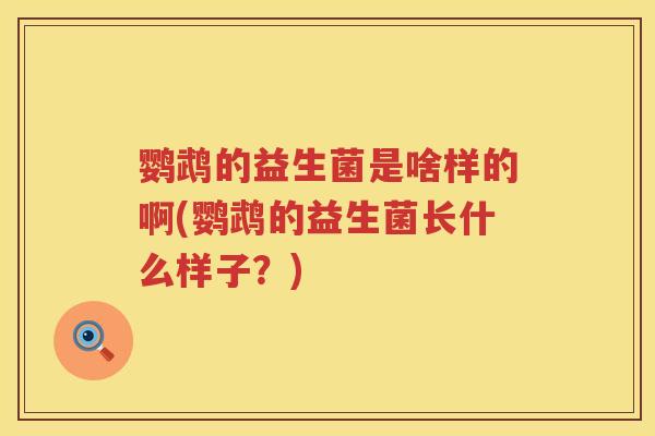 鹦鹉的益生菌是啥样的啊(鹦鹉的益生菌长什么样子？)