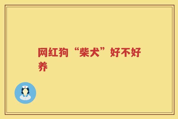 网红狗“柴犬”好不好养