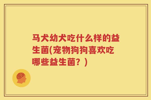 马犬幼犬吃什么样的益生菌(宠物狗狗喜欢吃哪些益生菌？)